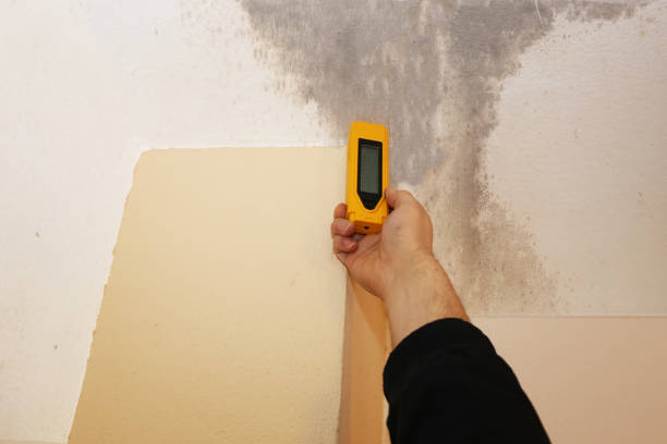 Best Emergency Mold Remediation  in Santa Nella, CA