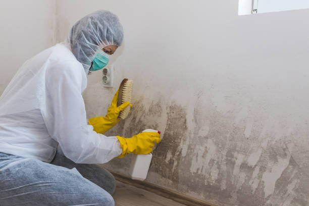 Best Mold Removal for HVAC Installations  in Santa Nella, CA