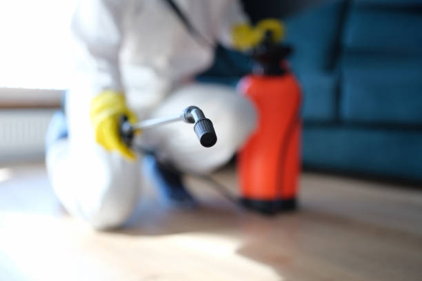 Best Environmental Consulting for Mold Prevention  in Santa Nella, CA