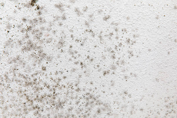 Best Black Mold Removal  in Santa Nella, CA