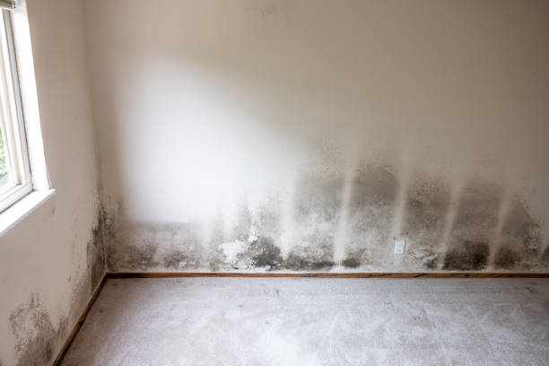Best Comprehensive Air Testing for Mold Contaminants  in Santa Nella, CA