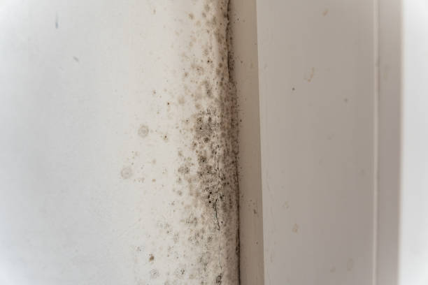 Best HVAC Mold Inspection and Cleaning  in Santa Nella, CA